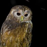 Gabon birding tours
