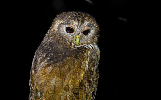 Gabon birding tours