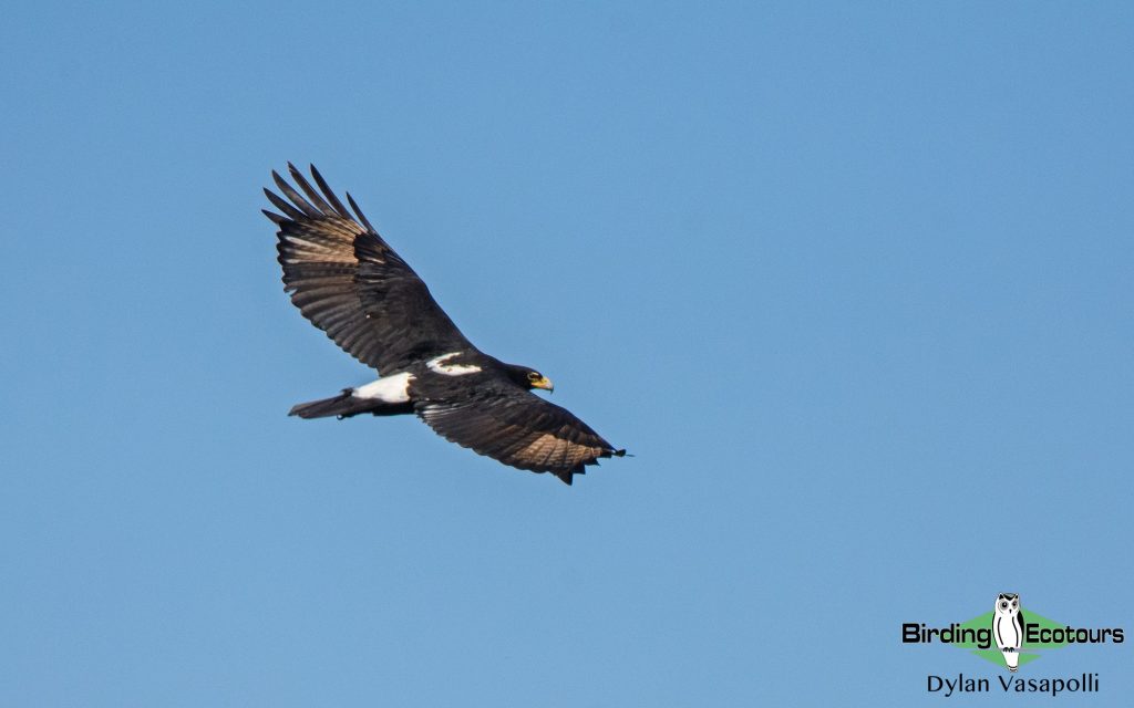 Walter Sisulu birding tour