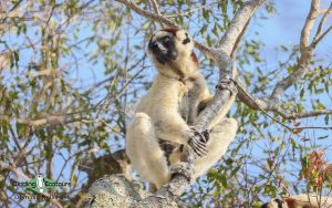 Berenty Reserve birding tour