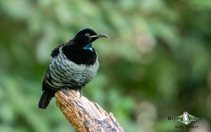 Outback birding tours