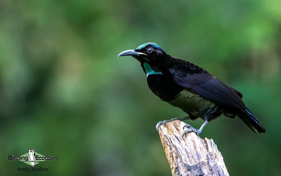 Outback birding tours