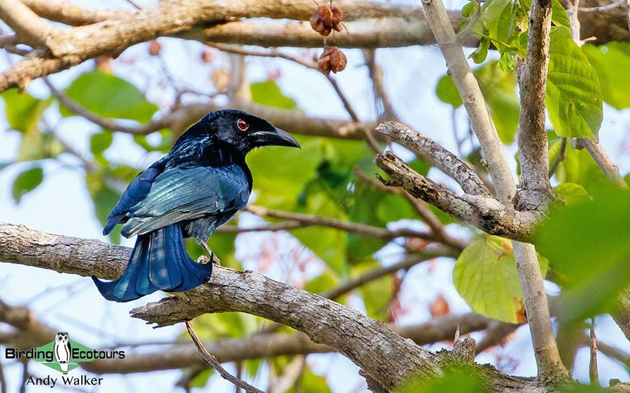 Indonesia Lombok birding tours
