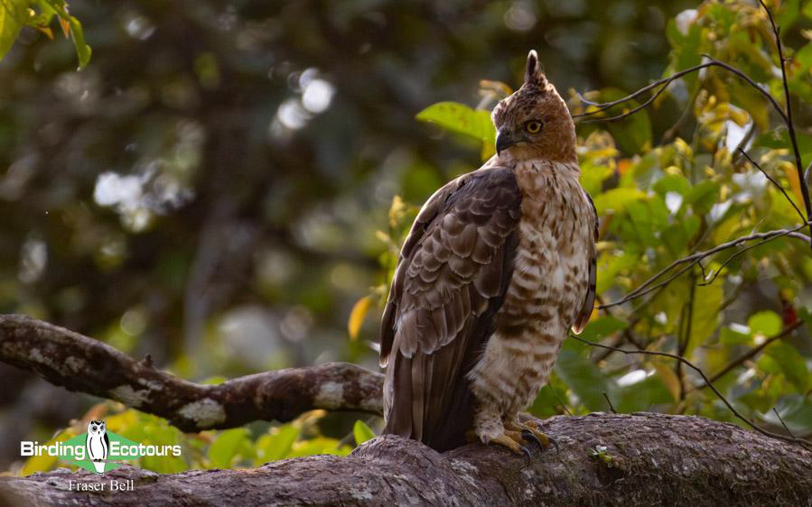 Borneo birding tours
