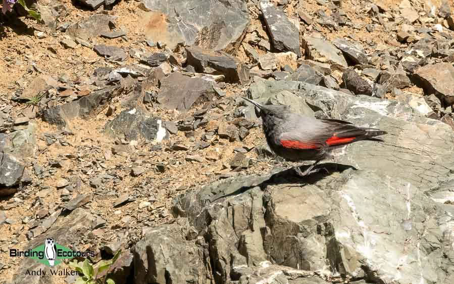 Mongolia birding tours