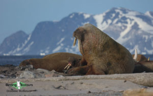 Svalbard birding cruise