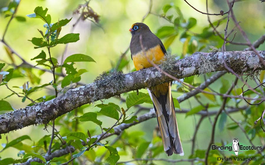 Bhutan birding tours