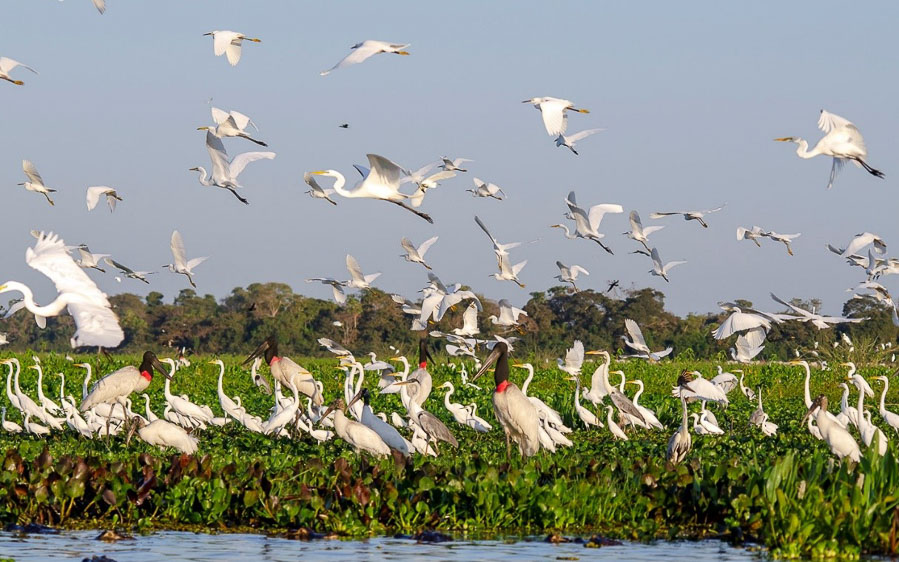 Brazil birding report