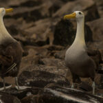 Galapagos birding tour