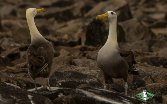 Galapagos birding tour