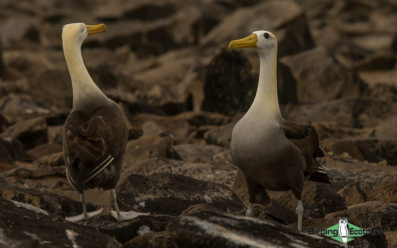 Galápagos: Natural History birding tour