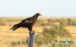 Alice Springs birding tours