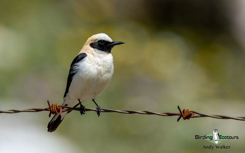 Spain birding tours