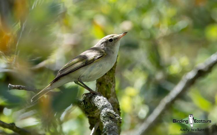 Spain birding tours