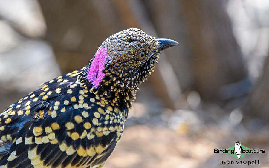 Alice Springs birding tours