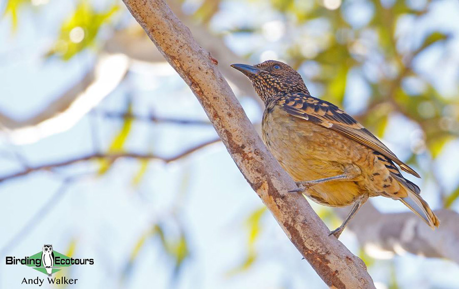 Alice Springs birding tours