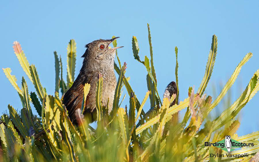 Western Australia birding tours