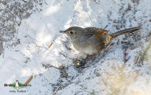 Southwest Australia birding tours