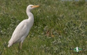 Norfolk coast day tours