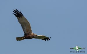 Norfolk coast birding tours