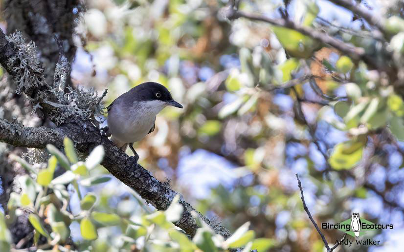 Spain birding tours