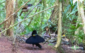 West Papua birding tours