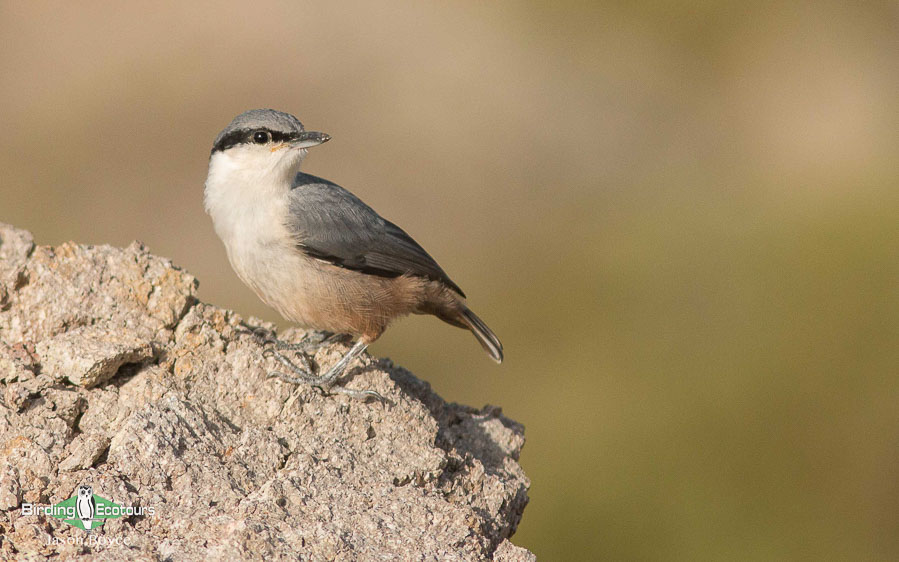 Georgia birding tour