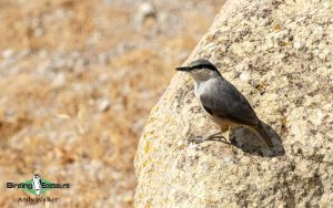Lesvos birding tours
