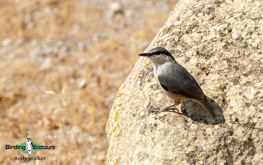 Greece birding tours