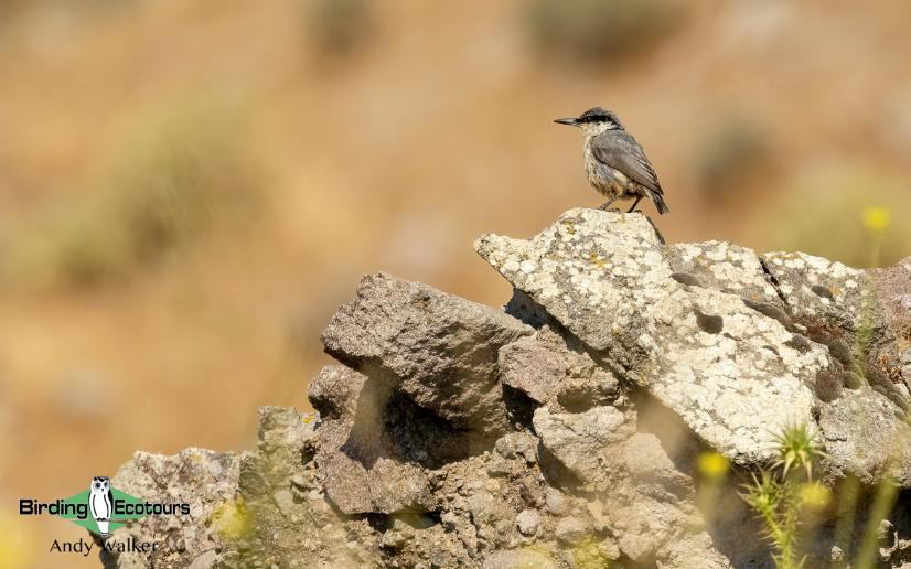Greece: Lesvos birding tour
