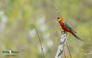 Southwest Australia birding tours