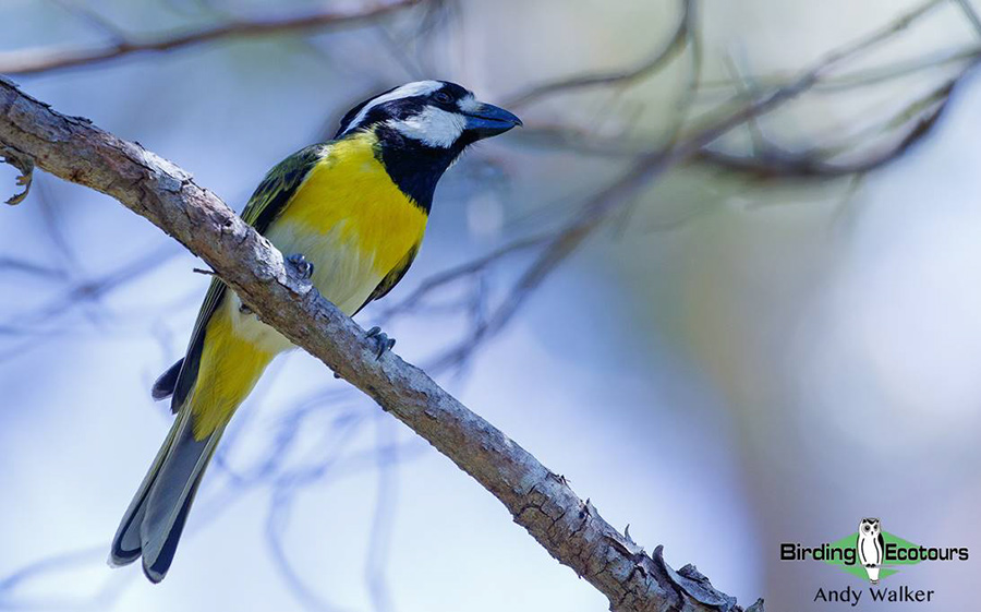 Southwest Australia birding tours