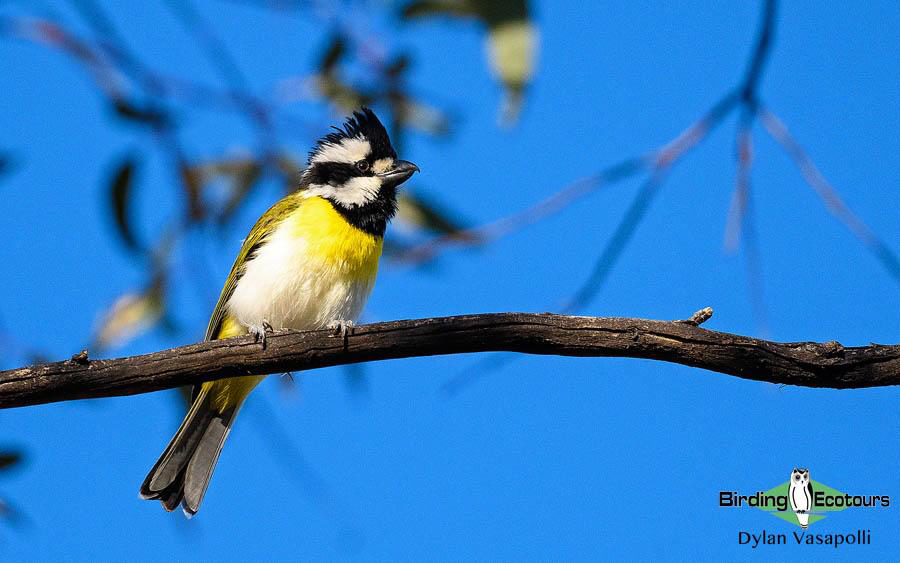 Western Australia birding tours