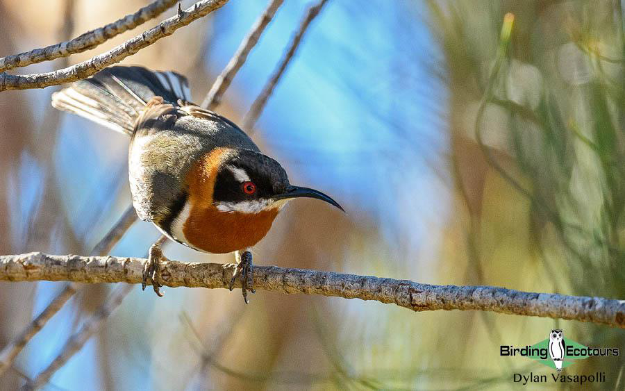 Western Australia birding tours