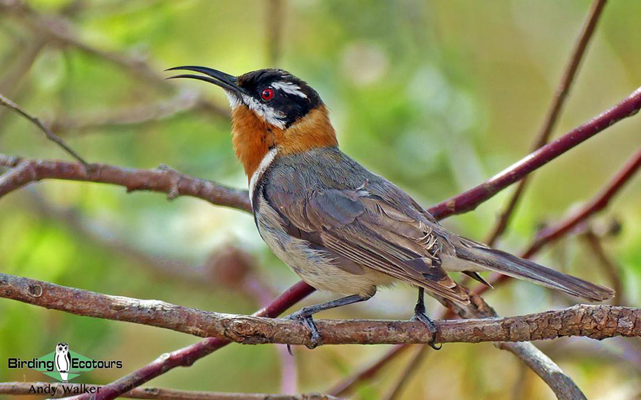 Southwest Australia birding tours