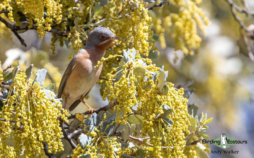 Spain birding tours