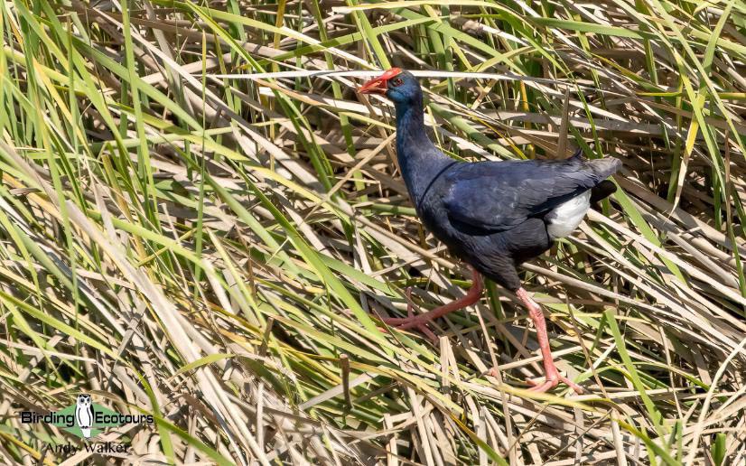 Andalusia birding tour
