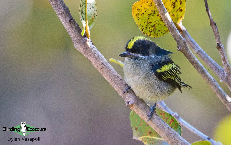 Angola birding tours