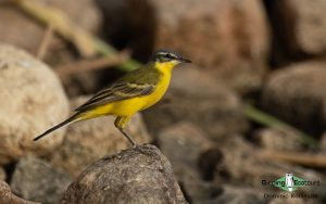 Suffolk birding tours