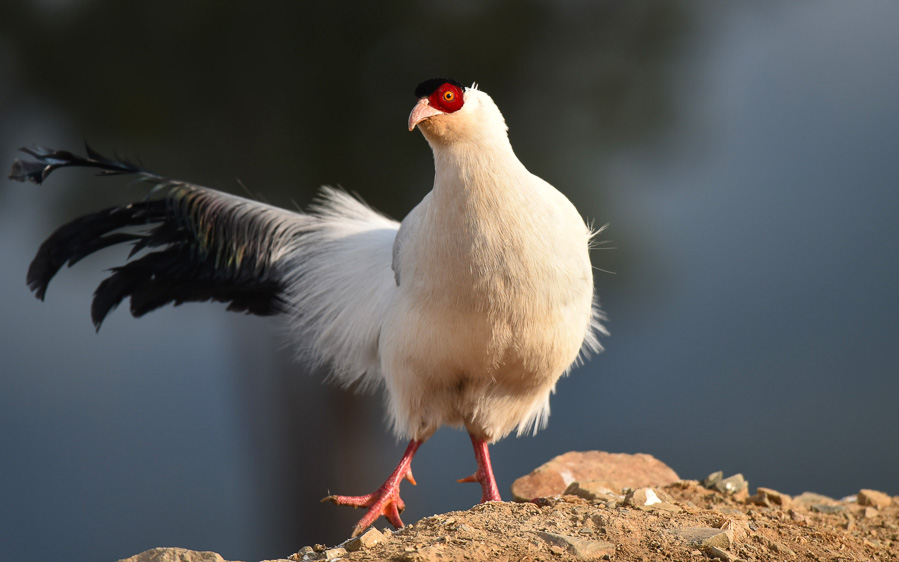 Sichuan birding tours