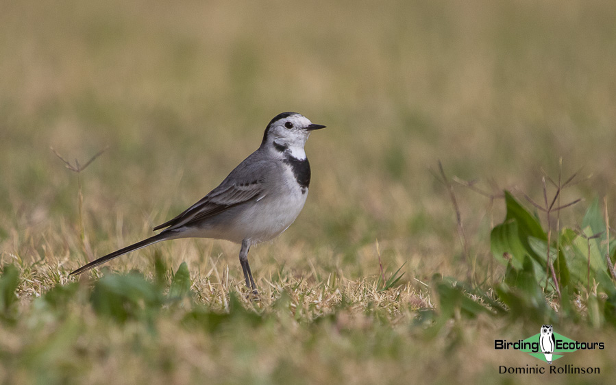 Poland birding tours