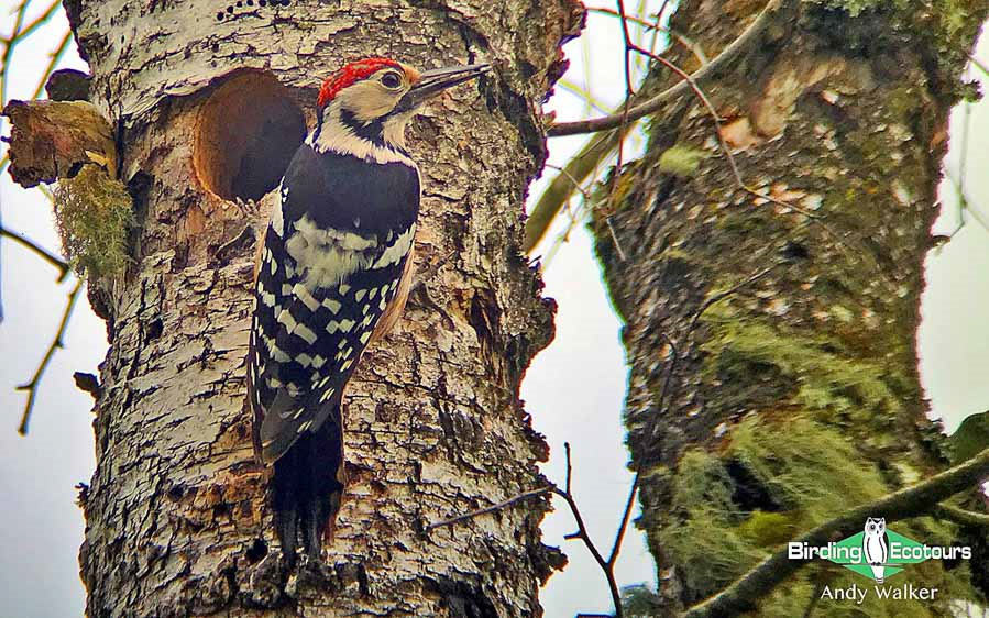 Mongolia birding tours