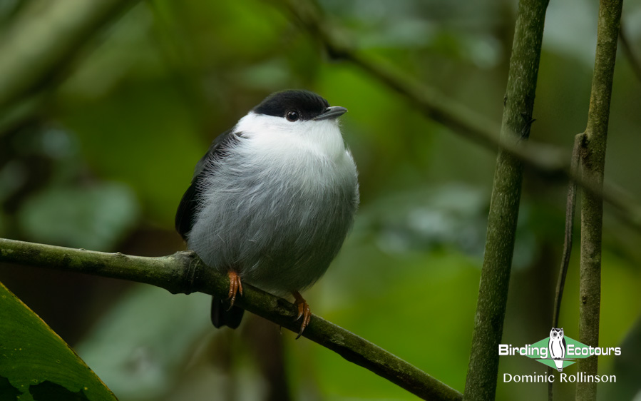 Rio de Janeiro birding tour