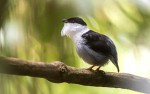 Medellin and Bogota birding tours