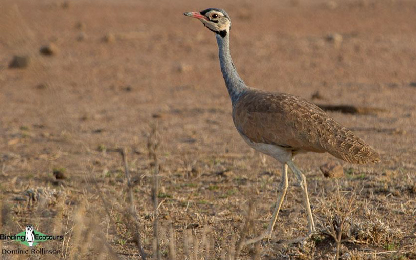 Kenya birding tours
