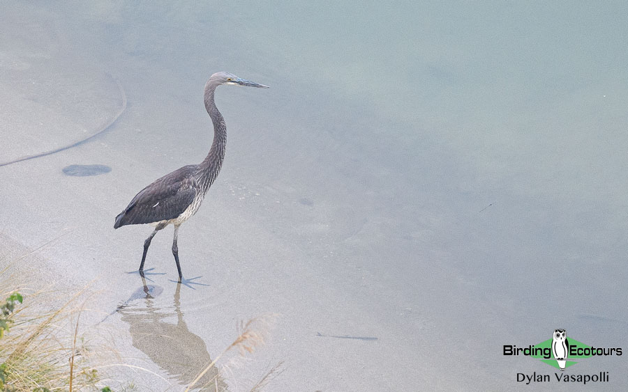 Himalayas birding tours