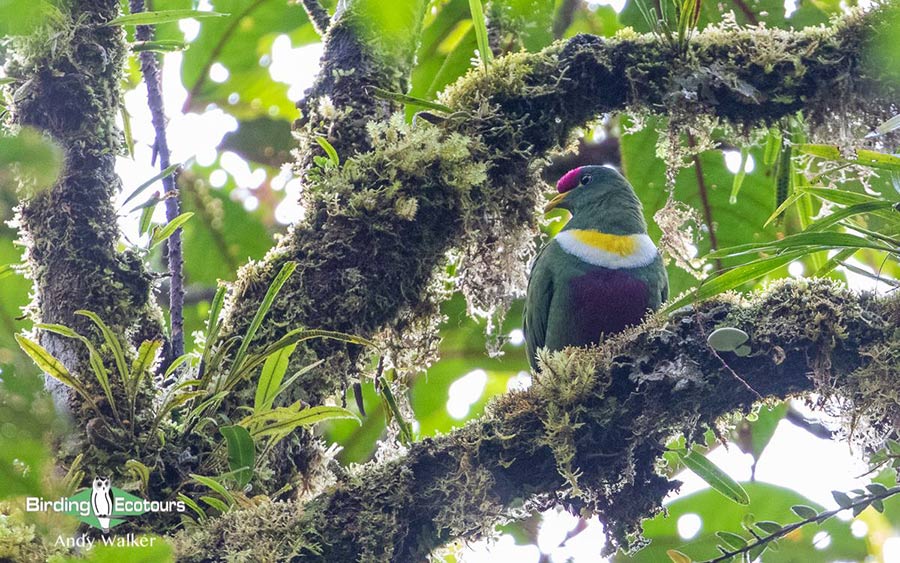West Papua trip report August 2022
