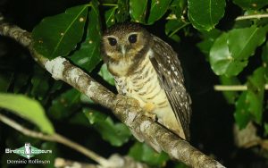 Complete Madagascar birding tour