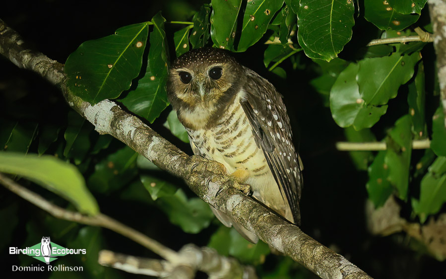 Masoala Peninsula birding tours