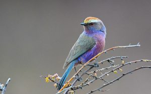 Sichuan birding tours
